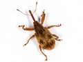 Furcipus rectirostris